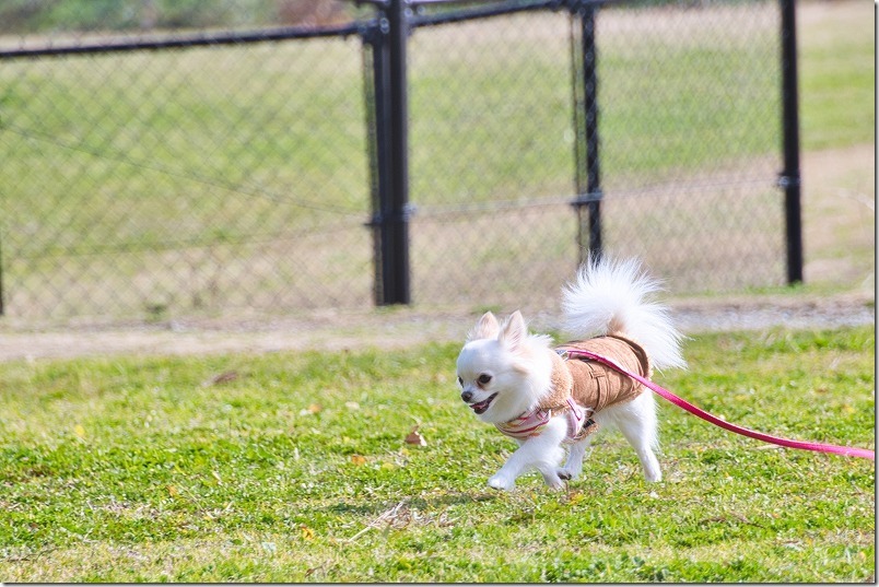 金武の里公園を犬（チワワ）と散歩、広場