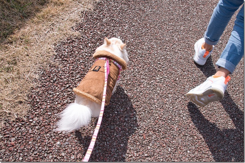金武の里公園を犬（チワワ）と散歩