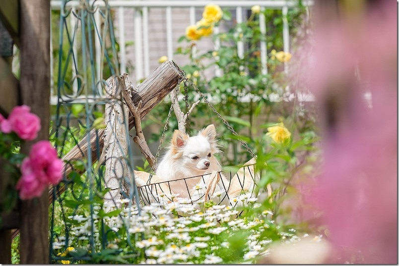 4月に咲いたクレマチスと薔薇の庭,チワワ犬