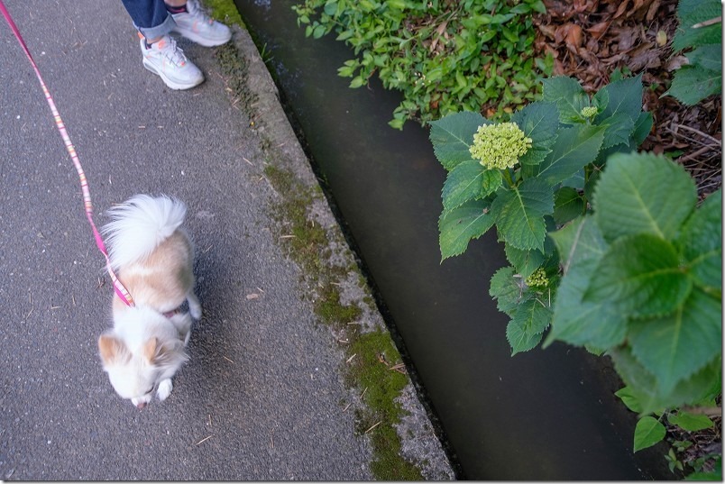 脇山中央公園の周辺を犬と子供と散歩、紫陽花