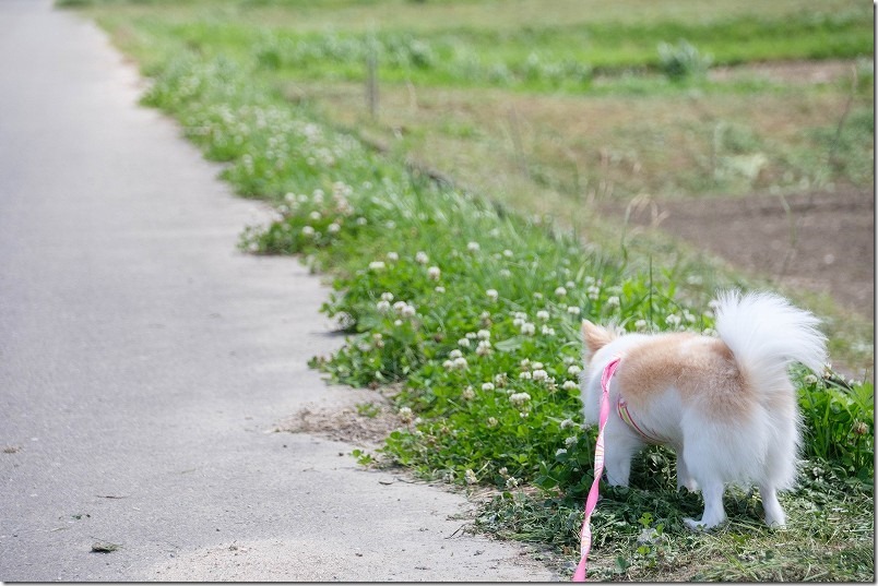 脇山中央公園の周辺を犬と散歩、クローバーと犬