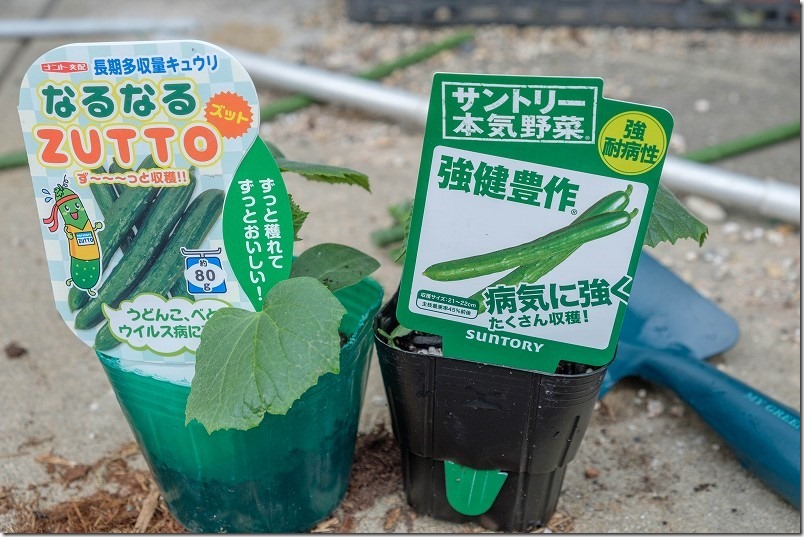 「きゅうり」植え付け「なるなるZUTTO」と「サントリー本気野菜」の苗