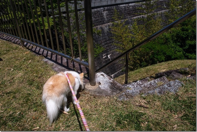 曲渕ダム公園からダムの上まで登ってみる。犬と