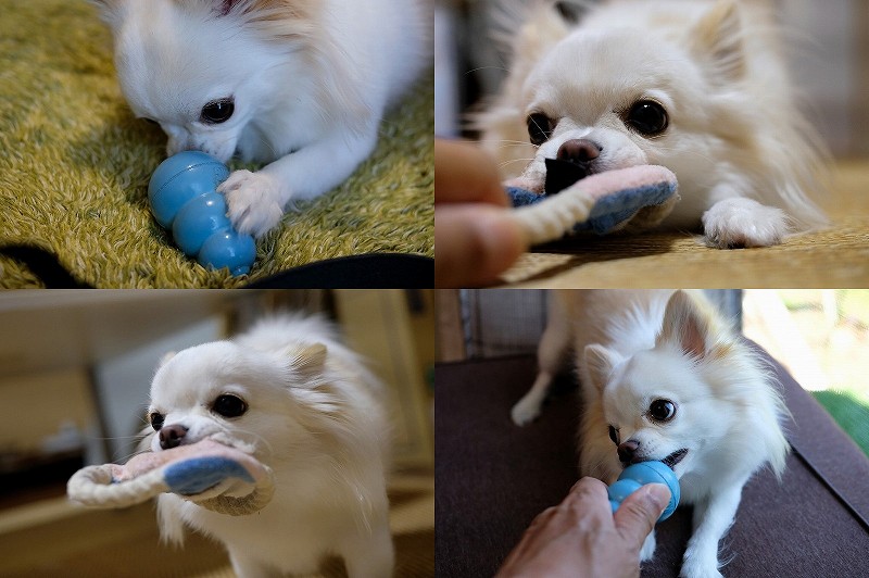 2021新発 コング ブルー パピーコング M サイズ 犬用おもちゃ KONG