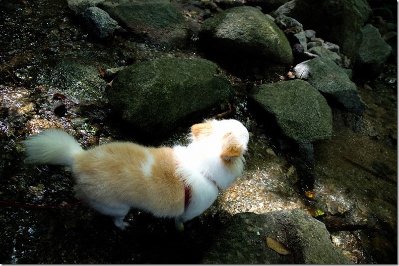 糸島・千寿院の滝と犬と水遊び