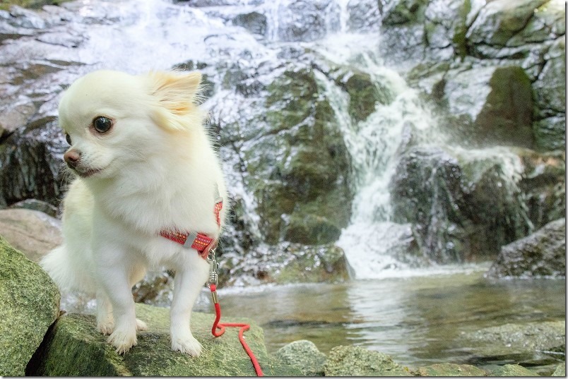 糸島・千寿院の滝と犬