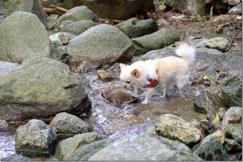 糸島・千寿院の滝で犬と水遊び