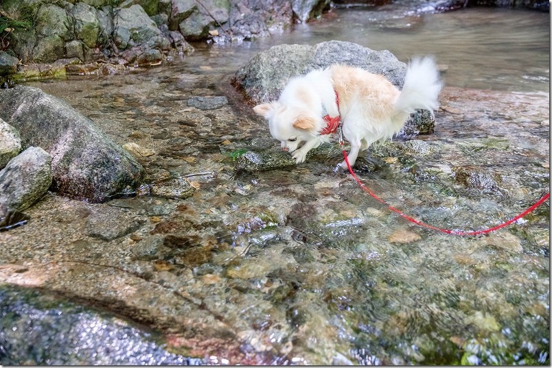 糸島・千寿院の滝と犬と水遊び
