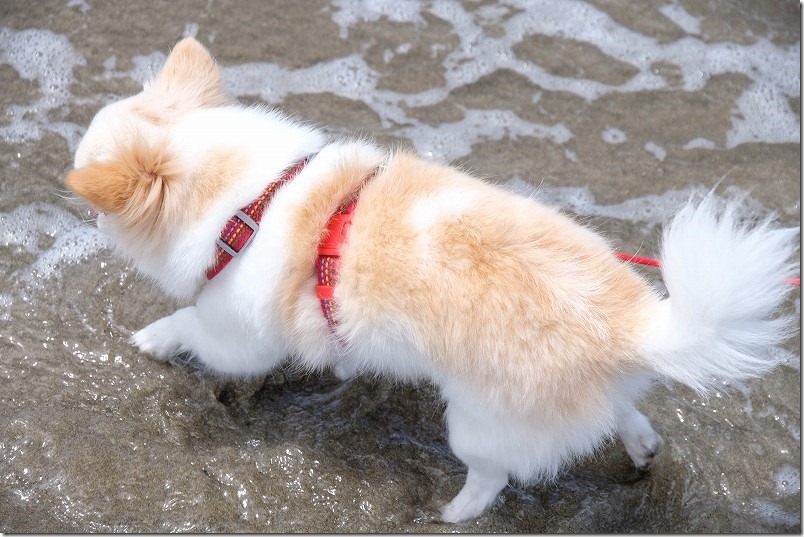唐津・浜崎海岸で犬も海に