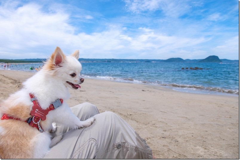 唐津・浜崎海岸で子供を見守る犬