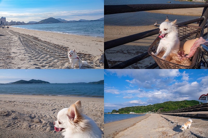 今宿海岸を犬と散歩