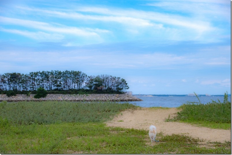 福浜海岸を犬とお散歩（福岡市中央区）