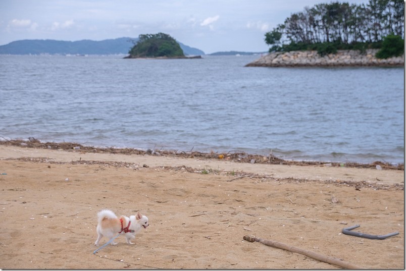 福浜海岸を犬とお散歩（福岡市中央区）