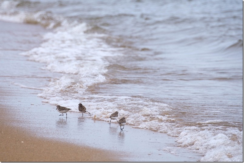 福浜海岸の鳥、チドリ