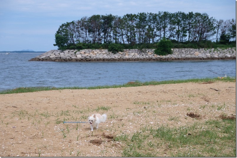 福浜海岸を犬とお散歩