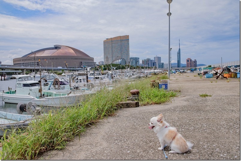伊崎漁港を犬とお散歩（福岡市中央区）、福岡ドーム