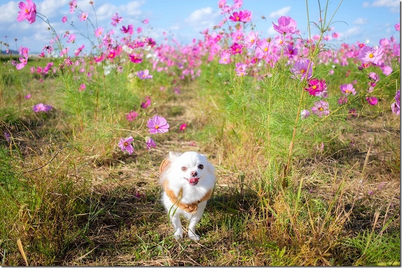 やよいの風公園のコスモス畑の中をチワワ（犬）と散歩