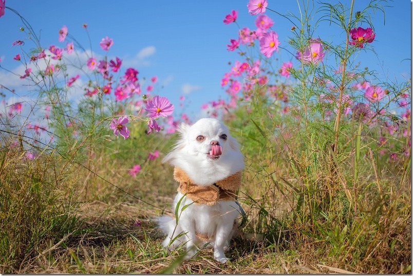 やよいの風公園のコスモス畑の中をチワワ（犬）と散歩
