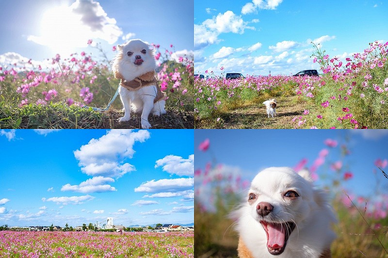 やよいの風公園のコスモス畑を犬と散歩