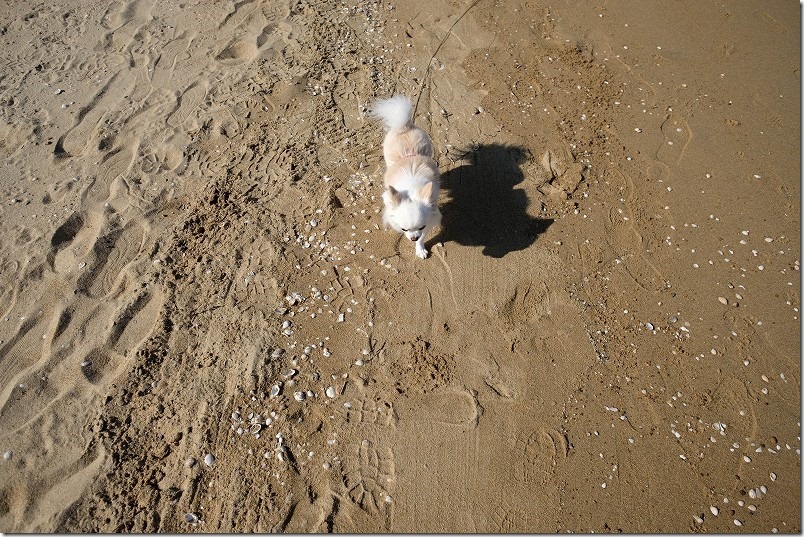 百道の砂浜とチワワ・犬