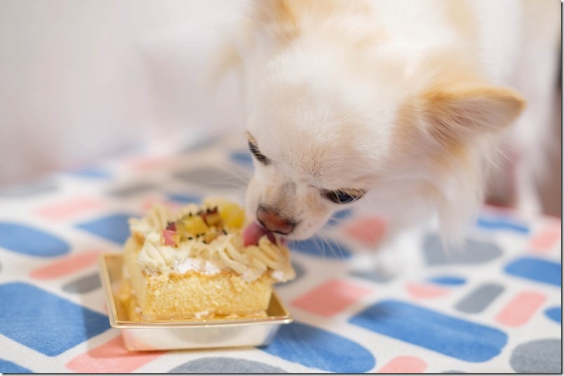 犬用ケーキをひたすら舐めて食べてます