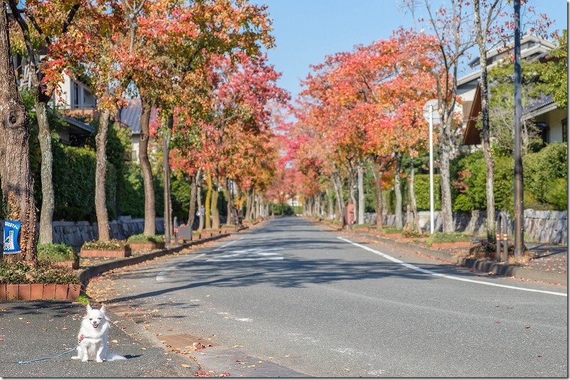 百道の街路樹の紅葉を犬と