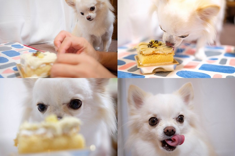 犬用ケーキ、誕生日バースデーケーキ
