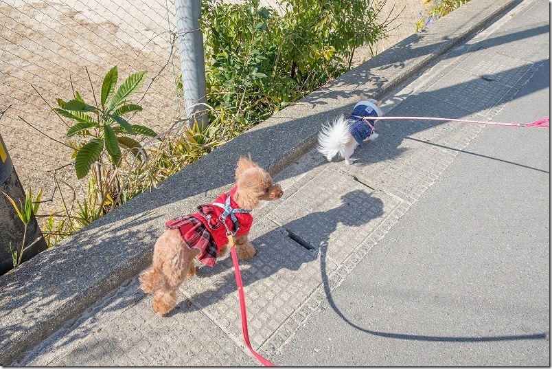 トイプードルとチワワで犬を散歩