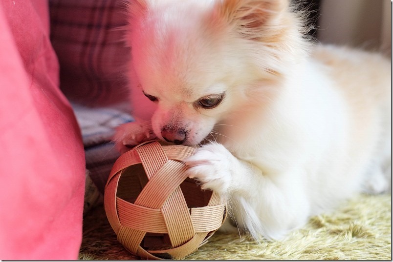 部屋でボール投げ用のクラフトテープで作ったボール、犬が遊ぶ