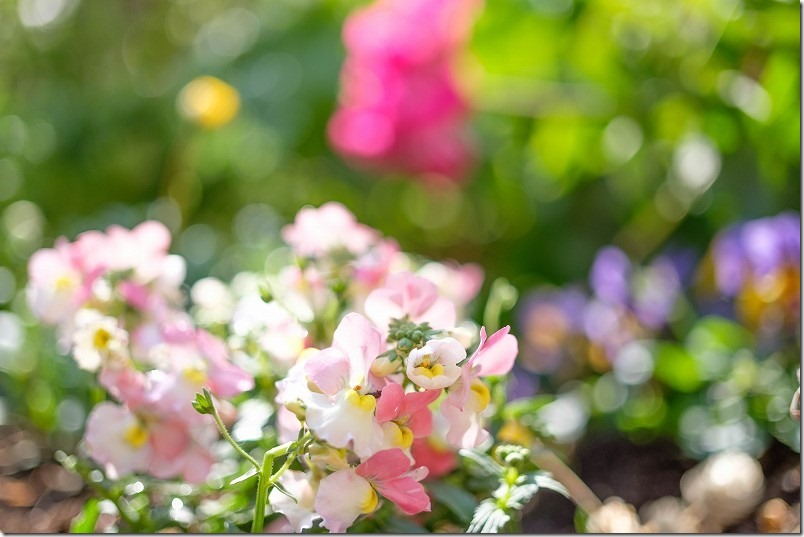ネメシア・グッピー・ピンクのふりふり系の花