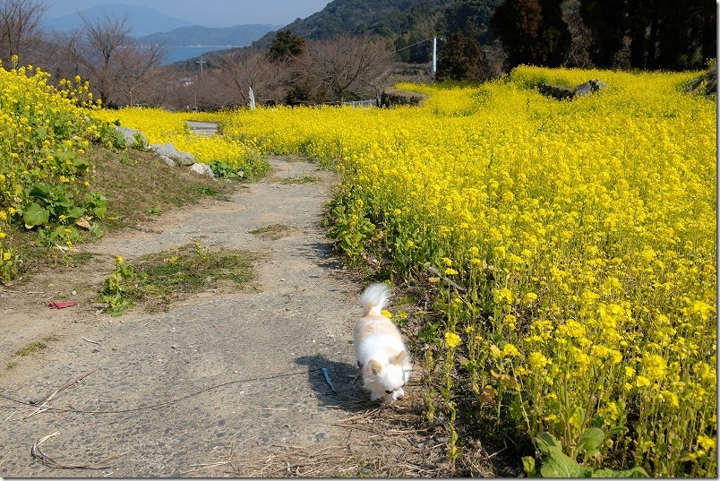ゆらりんこ橋の菜の花畑を犬と散策