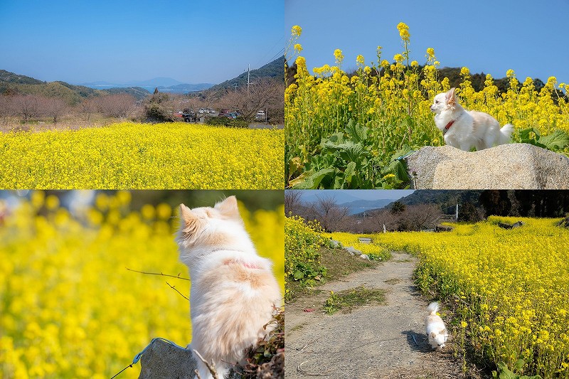 糸島の菜の花畑、ゆらりんこ橋を犬と散策