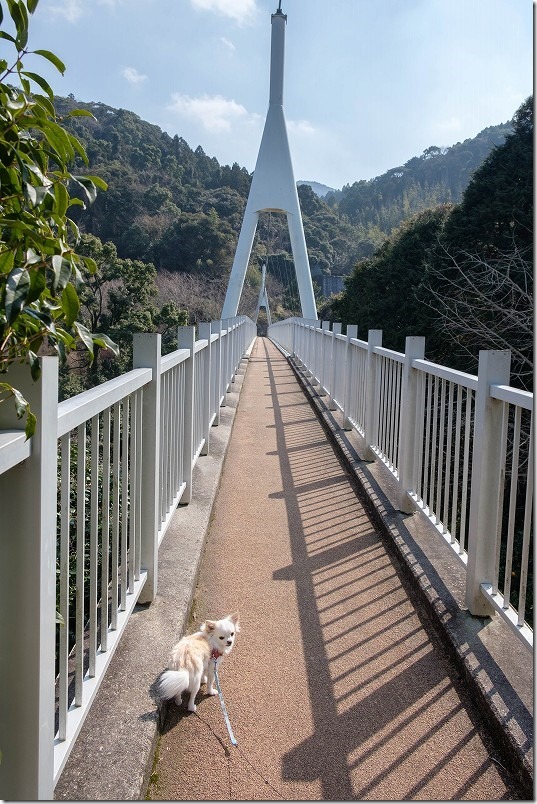 糸島、ゆらりんこ橋を犬と渡る