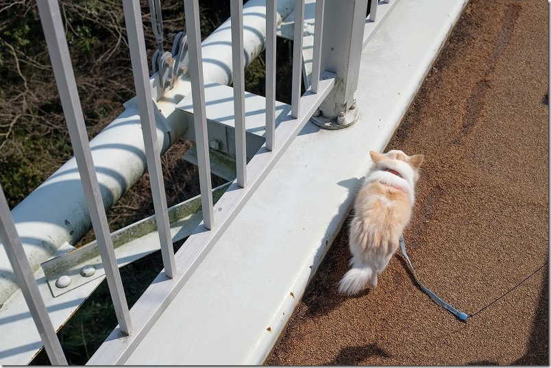糸島、ゆらりんこ橋を犬と渡る