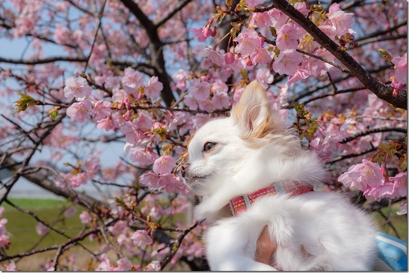 糸島、福ふくの里の河津桜が満開