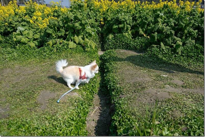 福ふくの里の菜の花畑を犬とジャンプ１