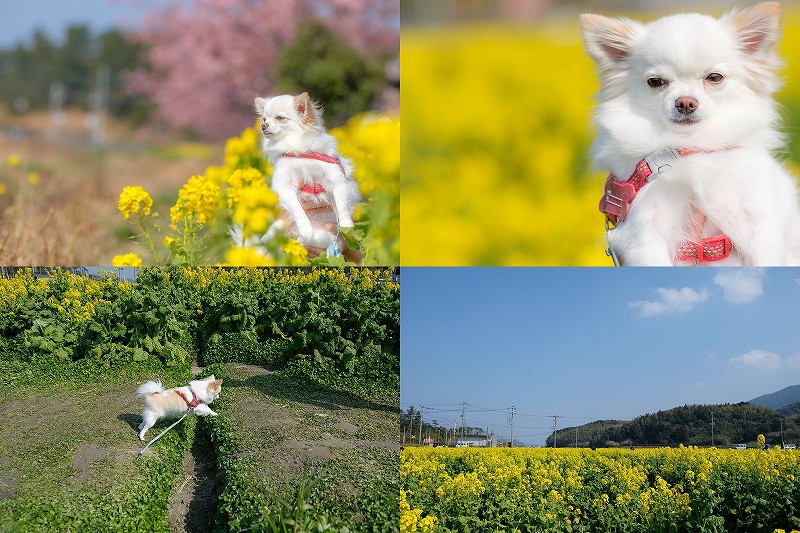福ふくの里の菜の花畑と河津桜、犬と散歩
