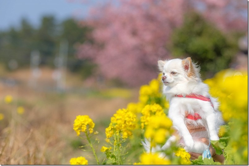 糸島、福ふくの里の河津桜と菜の花と犬