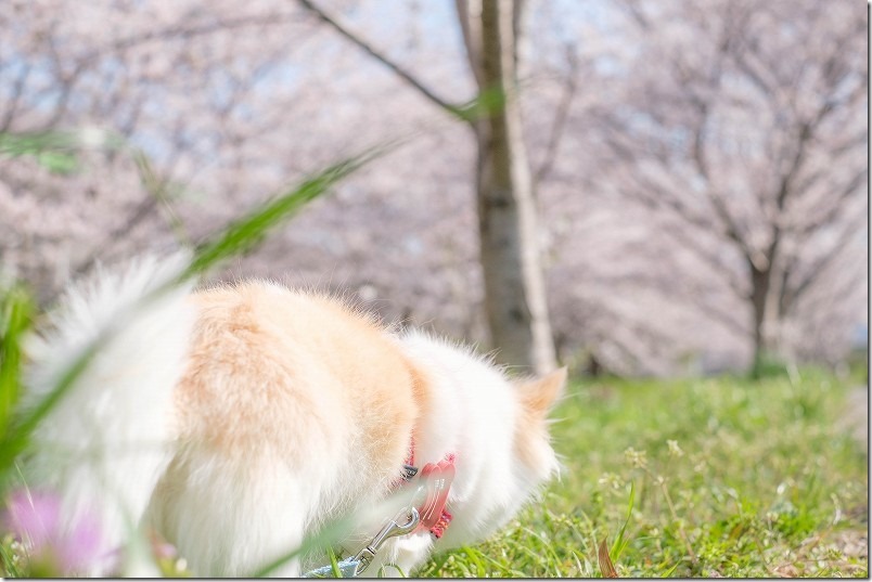 室見川と合流付近の桜並木を犬と散歩