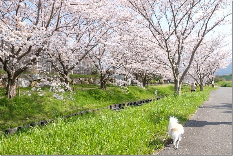 福岡市西区金武付近の桜並木を犬と散歩
