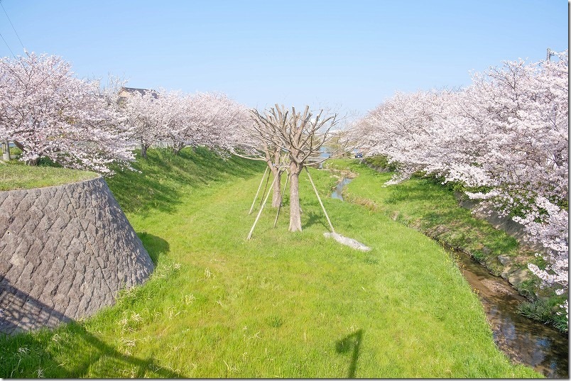 室見川と合流付近の桜並木、福岡市西区金武・田
