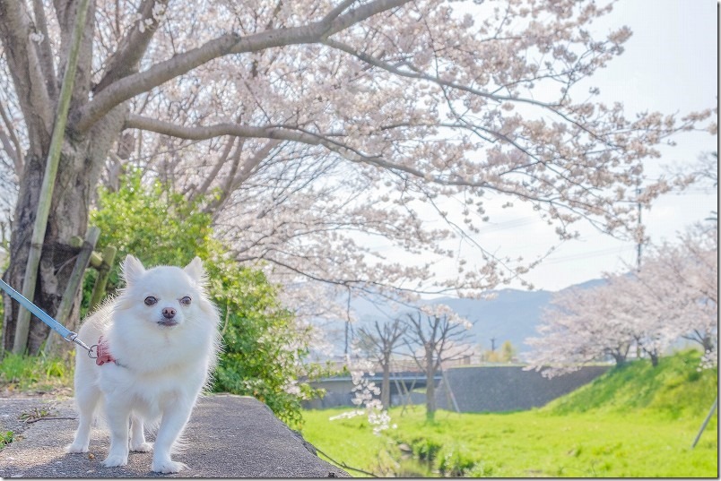 室見川と合流付近の桜並木を犬と散歩