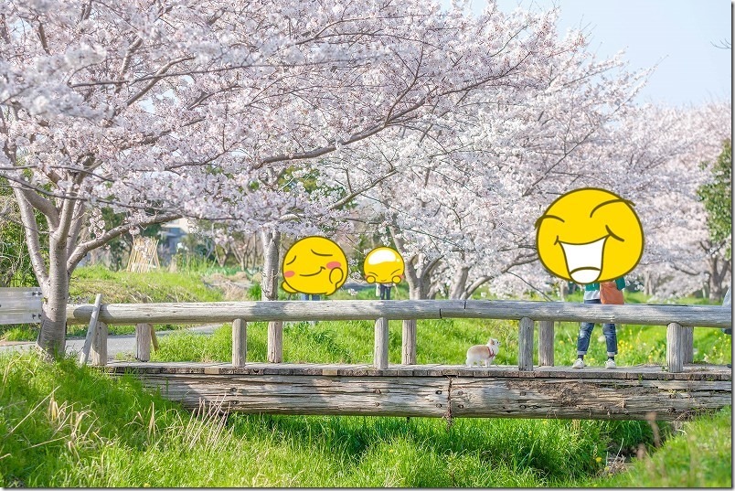 金武アメンボ公園へ渡る木橋でチワワ・犬と桜