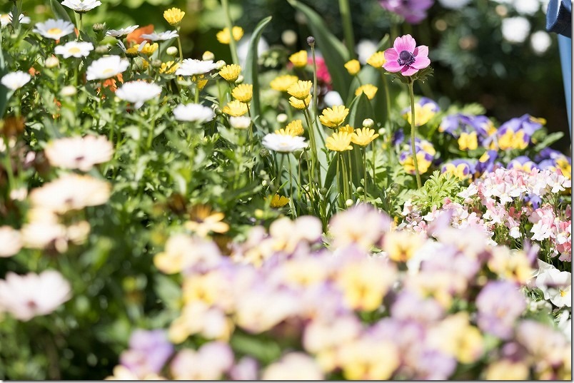クリサンセマムの白ノースポールと黄色ムルチコーレの花、4月