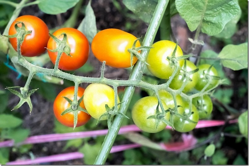 サントリー本気野菜、ルビーノ、トマトを6月収穫開始