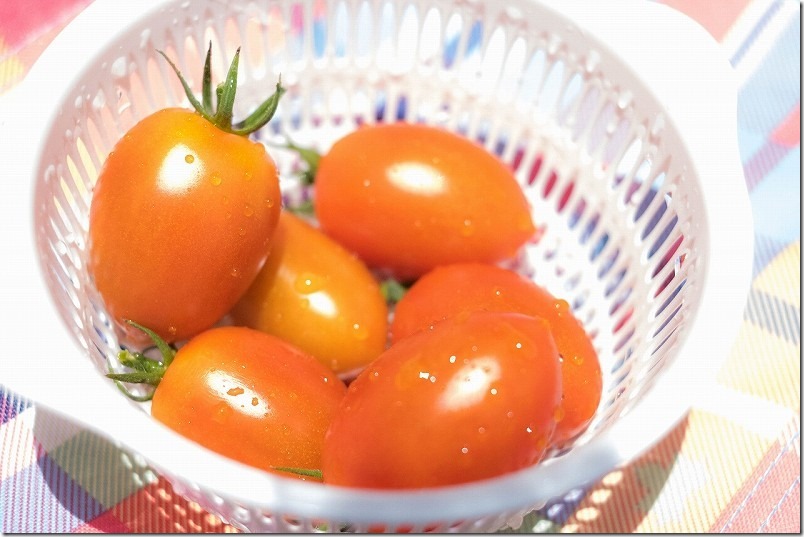 トマト・ルビーノを初収穫、味も食感も良いトマト