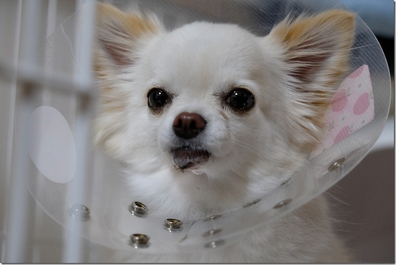 犬の顎の下が腫れる 治療 手術 チワワ パピヨン ガーデニングin福岡
