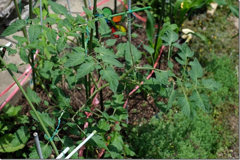 トマト植え付け,サントリー本気野菜,ルビーノ,５月生育旺盛