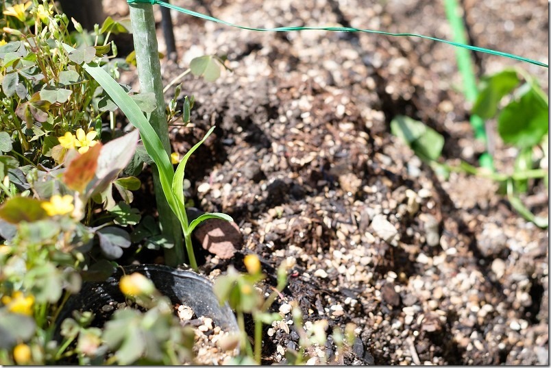 4月中旬トーモロコシの苗を植え付け、家庭菜園