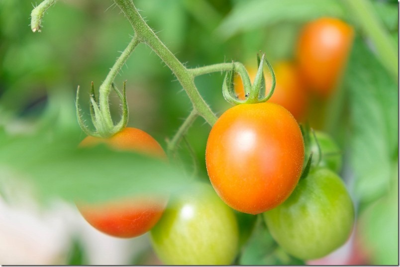 トマト、ルビーノ続々収穫、いっぱいできた